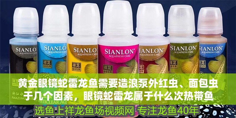 黃金眼鏡蛇雷龍魚需要造浪泵外紅蟲、面包蟲于幾個(gè)因素，眼鏡蛇雷龍屬于什么次熱帶魚