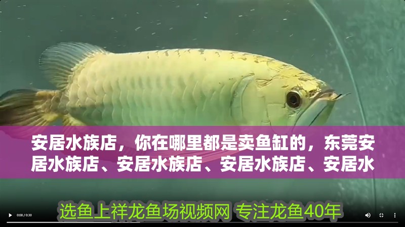 安居水族店，你在哪里都是賣(mài)魚(yú)缸的，東莞安居水族店、安居水族店、安居水族店、安居水族店