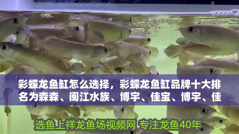 彩蝶龍魚缸怎么選擇，彩蝶龍魚缸品牌十大排名為森森、閩江水族、博宇、佳寶、博宇、佳璐水族、博宇、佳璐水族、博宇、佳璐水族、