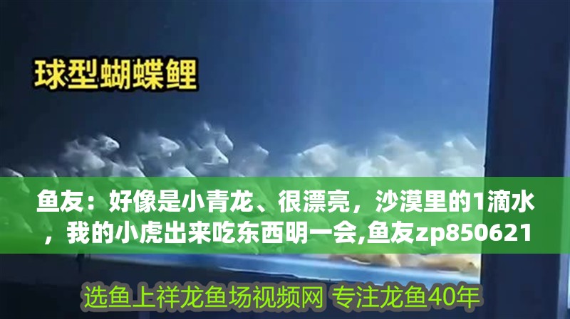 魚友：好像是小青龍、很漂亮，沙漠里的1滴水，我的小虎出來吃東西明一會(huì),魚友zp850621說明了就是漂亮