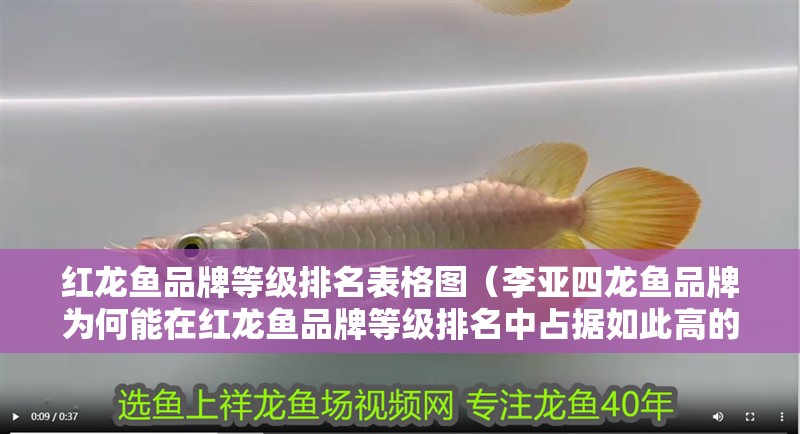 紅龍魚品牌等級排名表格圖（李亞四龍魚品牌為何能在紅龍魚品牌等級排名中占據如此高的位置） 紅龍魚品牌等級排名表格圖（李亞四龍魚品牌為何能在紅龍魚品牌等級排名中占據如此高的位置） 觀賞魚百科 第2張