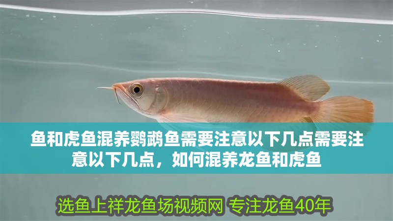 魚和虎魚混養鸚鵡魚需要注意以下幾點需要注意以下幾點，如何混養龍魚和虎魚