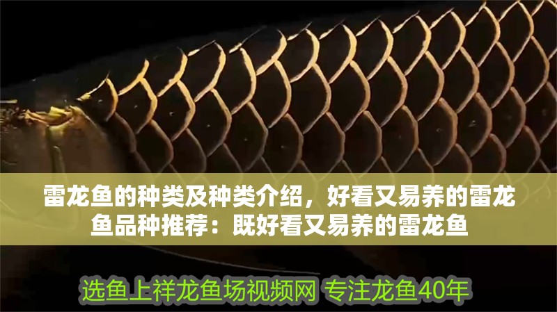 雷龍魚(yú)的種類及種類介紹，好看又易養(yǎng)的雷龍魚(yú)品種推薦：既好看又易養(yǎng)的雷龍魚(yú)