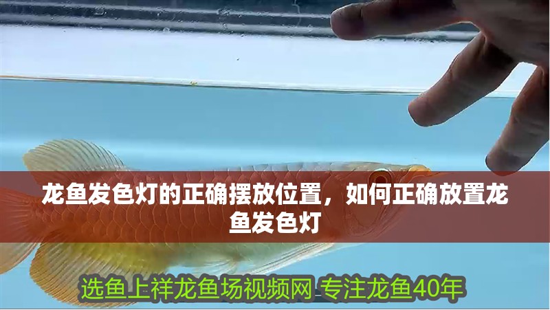 龍魚發色燈的正確擺放位置，如何正確放置龍魚發色燈