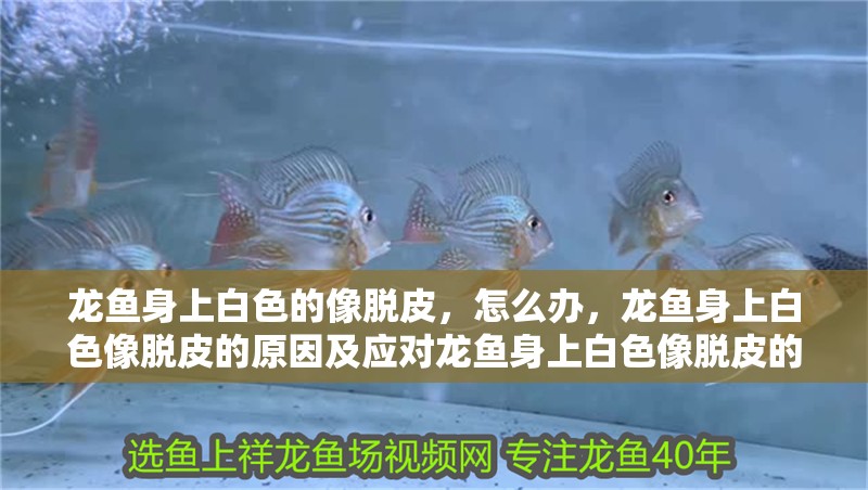 龍魚身上白色的像脫皮，怎么辦，龍魚身上白色像脫皮的原因及應對龍魚身上白色像脫皮的原因