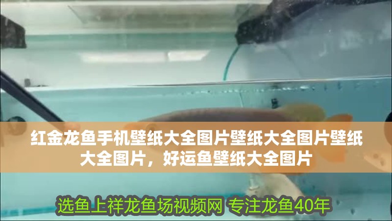 紅金龍魚手機(jī)壁紙大全圖片壁紙大全圖片壁紙大全圖片，好運(yùn)魚壁紙大全圖片