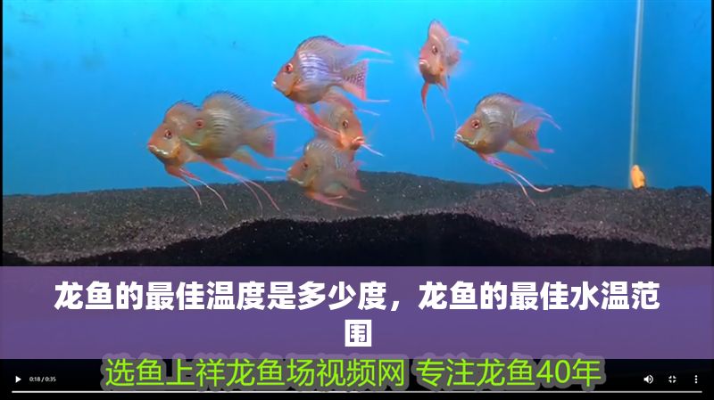 龍魚的最佳溫度是多少度，龍魚的最佳水溫范圍