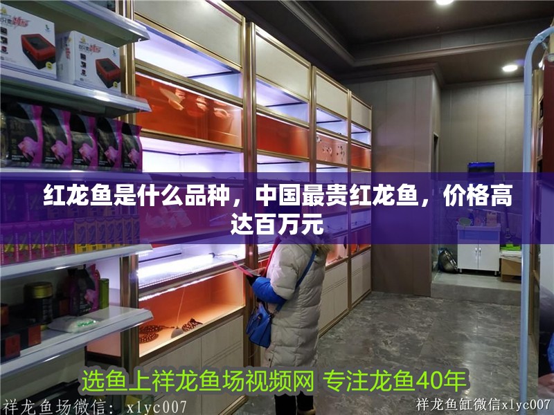 紅龍魚是什么品種，中國最貴紅龍魚，價格高達百萬元 紅龍魚是什么品種，中國最貴紅龍魚，價格高達百萬元 觀賞魚百科 第2張