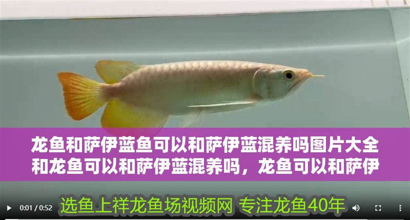 龍魚和薩伊藍魚可以和薩伊藍混養嗎圖片大全和龍魚可以和薩伊藍混養嗎，龍魚可以和薩伊藍混養嗎 龍魚和薩伊藍魚可以和薩伊藍混養嗎圖片大全和龍魚可以和薩伊藍混養嗎，龍魚可以和薩伊藍混養嗎 觀賞魚百科 第2張