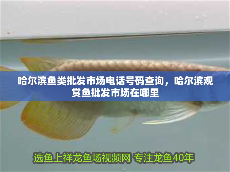 哈爾濱魚類批發市場電話號碼查詢，哈爾濱觀賞魚批發市場在哪里