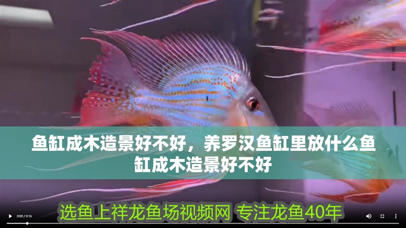 魚缸成木造景好不好，養羅漢魚缸里放什么魚缸成木造景好不好