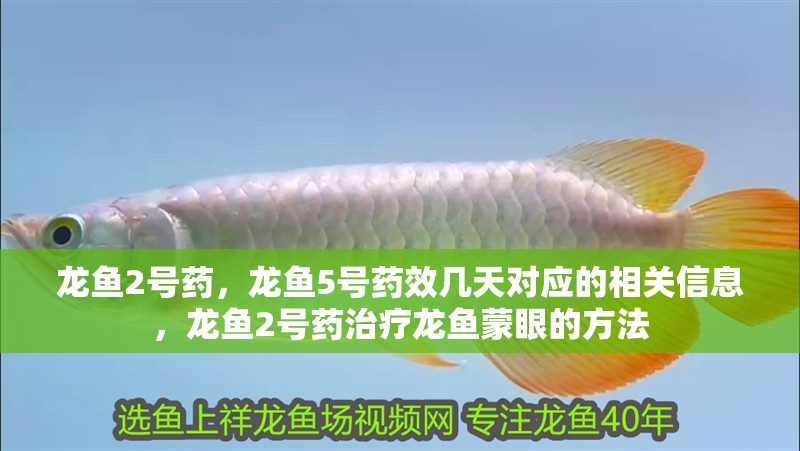 龍魚2號藥，龍魚5號藥效幾天對應的相關信息，龍魚2號藥治療龍魚蒙眼的方法