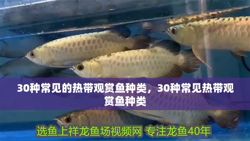 30種常見(jiàn)的熱帶觀賞魚種類，30種常見(jiàn)熱帶觀賞魚種類
