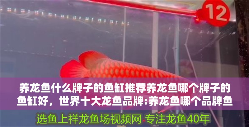 養龍魚什么牌子的魚缸推薦養龍魚哪個牌子的魚缸好，世界十大龍魚品牌:養龍魚哪個品牌魚缸推薦