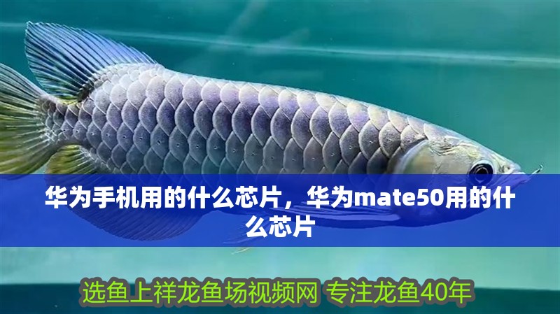 華為手機用的什么芯片，華為mate50用的什么芯片