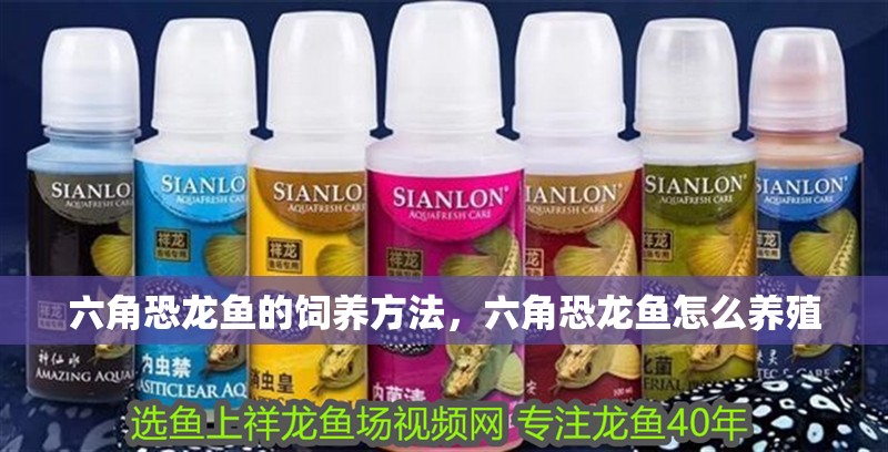 六角恐龍魚的飼養方法，六角恐龍魚怎么養殖