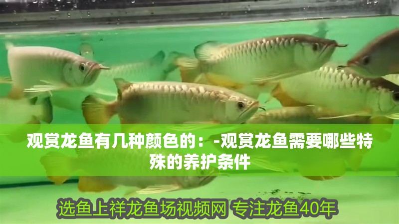 觀賞龍魚有幾種顏色的：-觀賞龍魚需要哪些特殊的養(yǎng)護(hù)條件