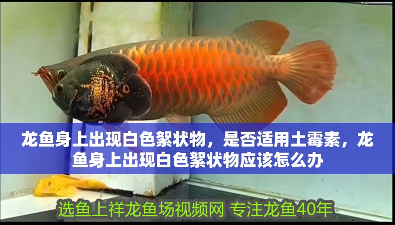 龍魚身上出現(xiàn)白色絮狀物，是否適用土霉素，龍魚身上出現(xiàn)白色絮狀物應(yīng)該怎么辦 龍魚身上出現(xiàn)白色絮狀物，是否適用土霉素，龍魚身上出現(xiàn)白色絮狀物應(yīng)該怎么辦 觀賞魚百科 第2張