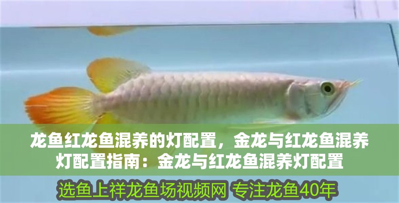 龍魚紅龍魚混養的燈配置，金龍與紅龍魚混養燈配置指南：金龍與紅龍魚混養燈配置