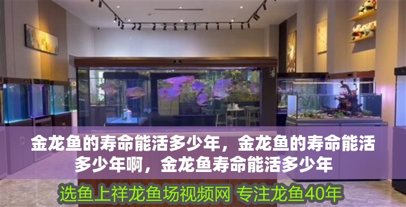 金龍魚的壽命能活多少年，金龍魚的壽命能活多少年啊，金龍魚壽命能活多少年