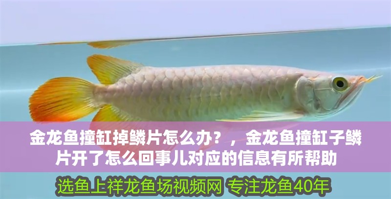 金龍魚撞缸掉鱗片怎么辦？，金龍魚撞缸子鱗片開了怎么回事兒對(duì)應(yīng)的信息有所幫助