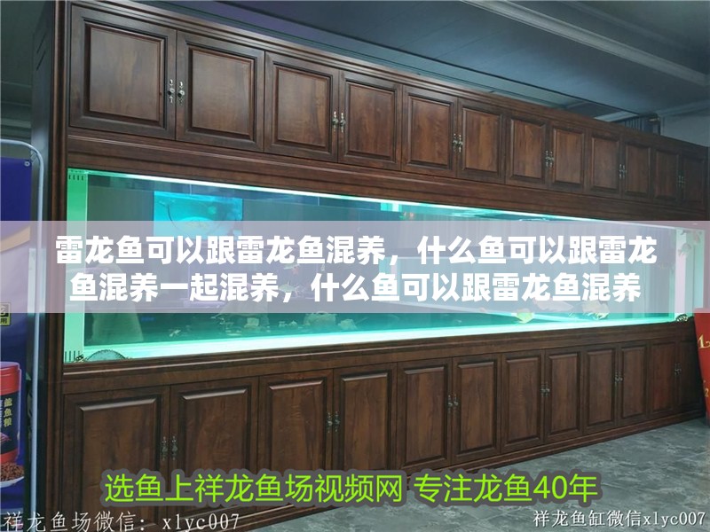 雷龍魚可以跟雷龍魚混養,什么魚可以跟雷龍魚混養一起混養,什么魚可以跟雷龍魚混養