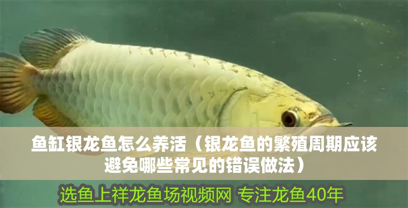 魚缸銀龍魚怎么養活（銀龍魚的繁殖周期應該避免哪些常見的錯誤做法）