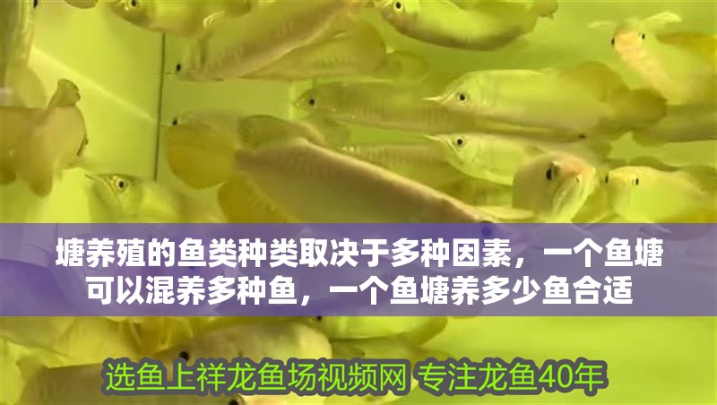 塘養殖的魚類種類取決于多種因素，一個魚塘可以混養多種魚，一個魚塘養多少魚合適