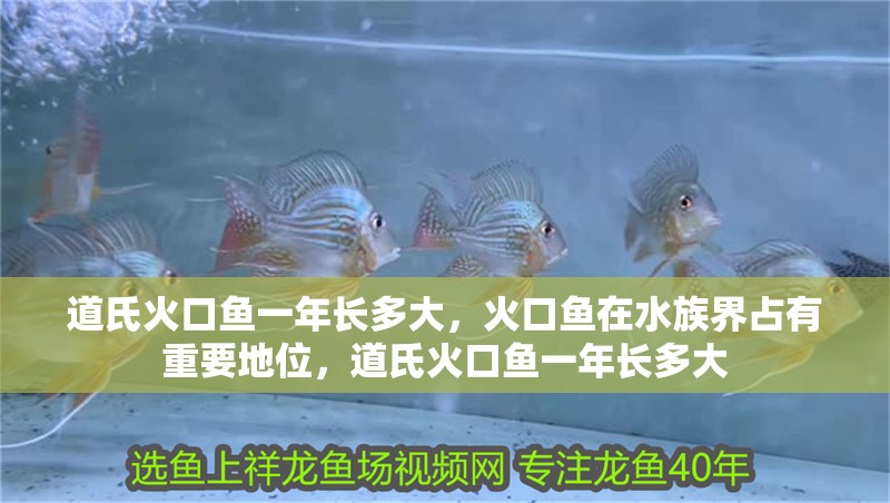 道氏火口魚一年長多大，火口魚在水族界占有重要地位，道氏火口魚一年長多大