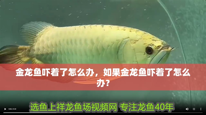 金龍魚嚇著了怎么辦，如果金龍魚嚇著了怎么辦？