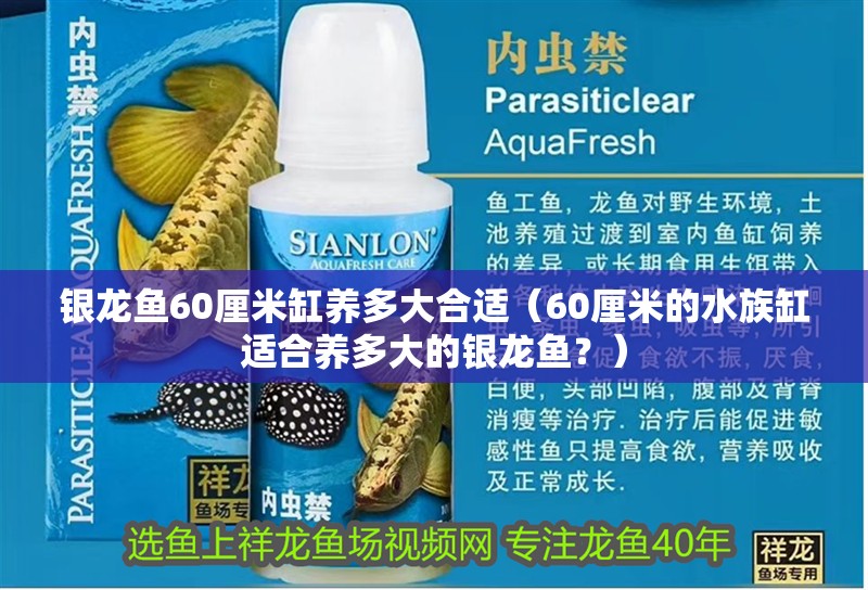銀龍魚60厘米缸養(yǎng)多大合適（60厘米的水族缸適合養(yǎng)多大的銀龍魚？）