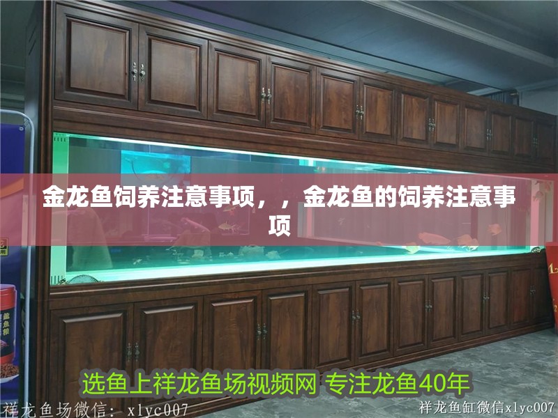 金龍魚飼養注意事項，，金龍魚的飼養注意事項