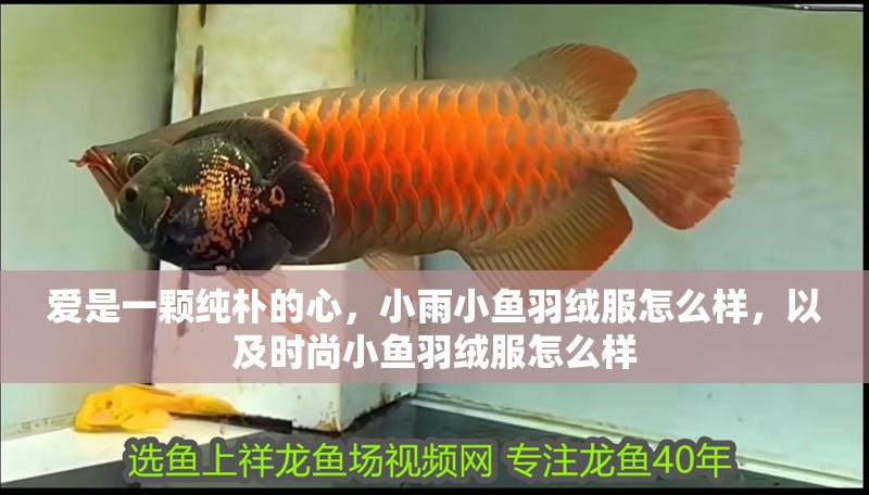 愛是一顆純樸的心，小雨小魚羽絨服怎么樣，以及時尚小魚羽絨服怎么樣
