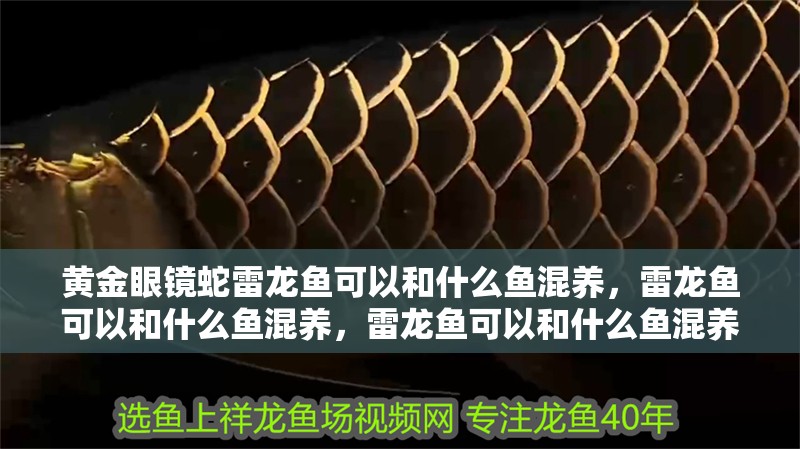 黃金眼鏡蛇雷龍魚可以和什么魚混養，雷龍魚可以和什么魚混養，雷龍魚可以和什么魚混養