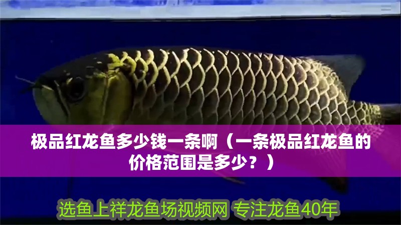極品紅龍魚多少錢一條啊（一條極品紅龍魚的價格范圍是多少？）