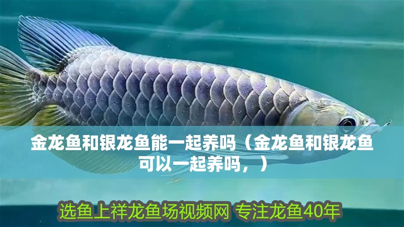 金龍魚和銀龍魚能一起養嗎（金龍魚和銀龍魚可以一起養嗎，） 金龍魚和銀龍魚能一起養嗎（金龍魚和銀龍魚可以一起養嗎，） 觀賞魚百科 第1張