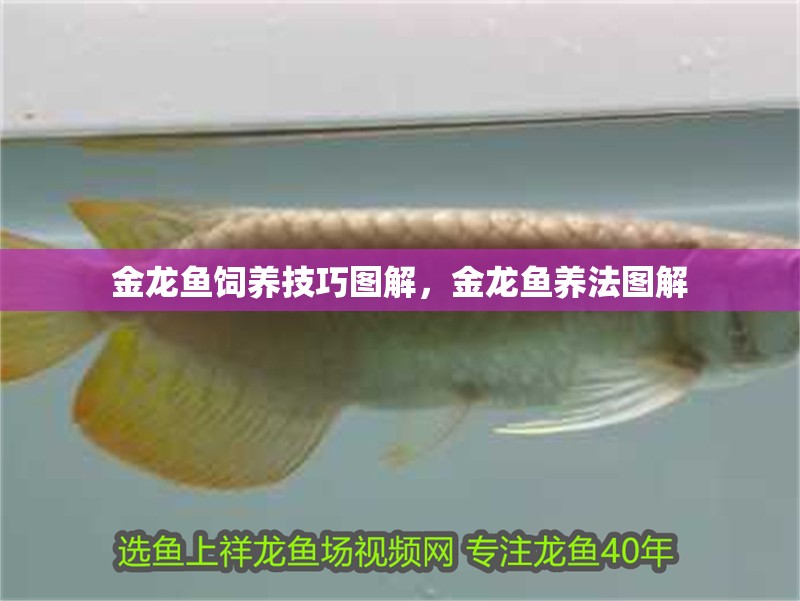 金龍魚(yú)飼養(yǎng)技巧圖解，金龍魚(yú)養(yǎng)法圖解