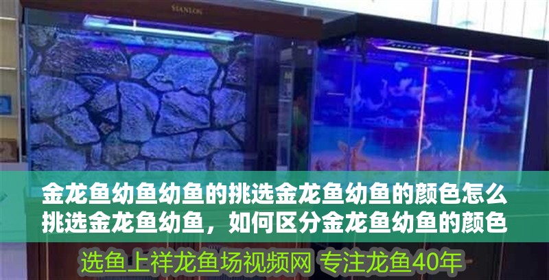 金龍魚幼魚幼魚的挑選金龍魚幼魚的顏色怎么挑選金龍魚幼魚，如何區分金龍魚幼魚的顏色