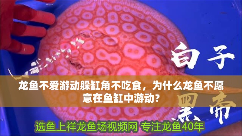 龍魚(yú)不愛(ài)游動(dòng)躲缸角不吃食，為什么龍魚(yú)不愿意在魚(yú)缸中游動(dòng)？