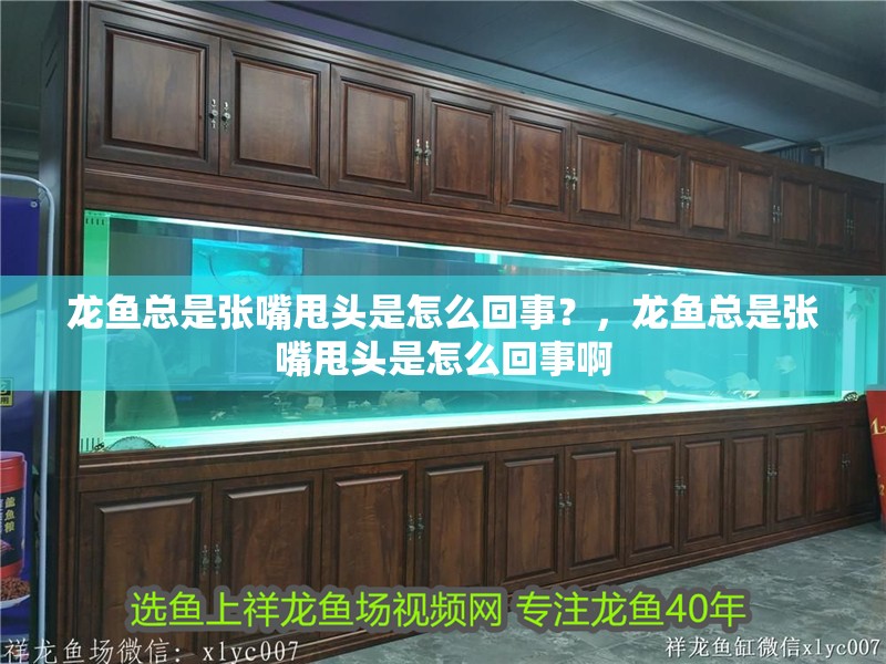 龍魚總是張嘴甩頭是怎么回事？，龍魚總是張嘴甩頭是怎么回事啊