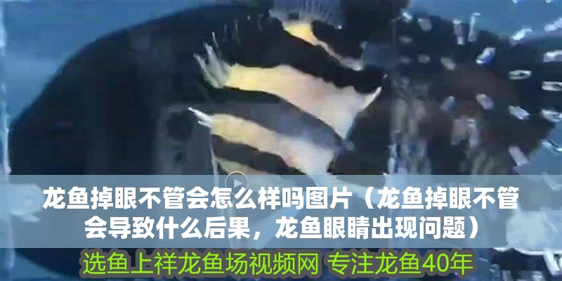 龍魚掉眼不管會怎么樣嗎圖片（龍魚掉眼不管會導致什么后果，龍魚眼睛出現問題）