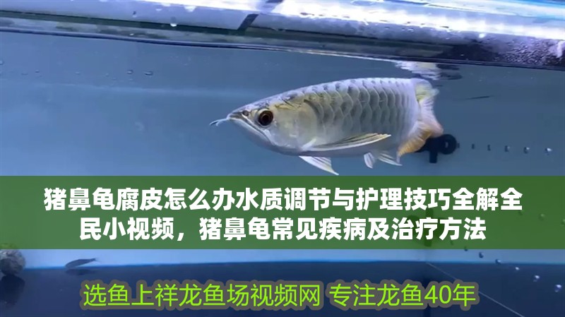 豬鼻龜腐皮怎么辦水質調節與護理技巧全解全民小視頻，豬鼻龜常見疾病及治療方法