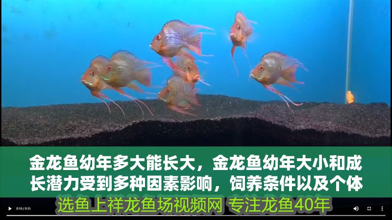 金龍魚幼年多大能長大，金龍魚幼年大小和成長潛力受到多種因素影響，飼養條件以及個體差異