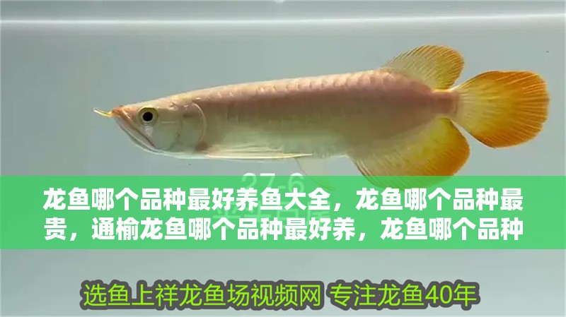 龍魚哪個品種最好養魚大全，龍魚哪個品種最貴，通榆龍魚哪個品種最好養，龍魚哪個品種最好養魚大全
