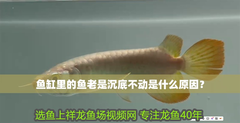 魚缸過濾器選購指南:自制魚缸過濾器魚缸上置過濾器對于養魚愛好者的必備知識 魚缸里的魚老是沉底不動是什么原因? 觀賞魚百科 魚缸里的魚老是沉底不動是什么原因? 魚缸里的魚老是沉底不動是什么原因? 觀賞魚百科