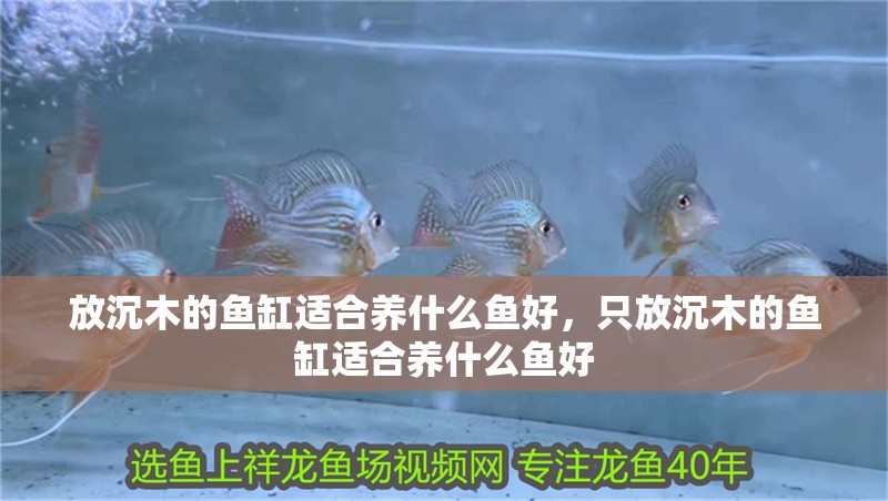 放沉木的魚缸適合養什么魚好，只放沉木的魚缸適合養什么魚好