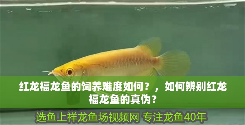 紅龍福龍魚的飼養難度如何？，如何辨別紅龍福龍魚的真偽？