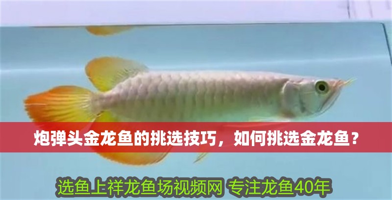 炮彈頭金龍魚的挑選技巧，如何挑選金龍魚？