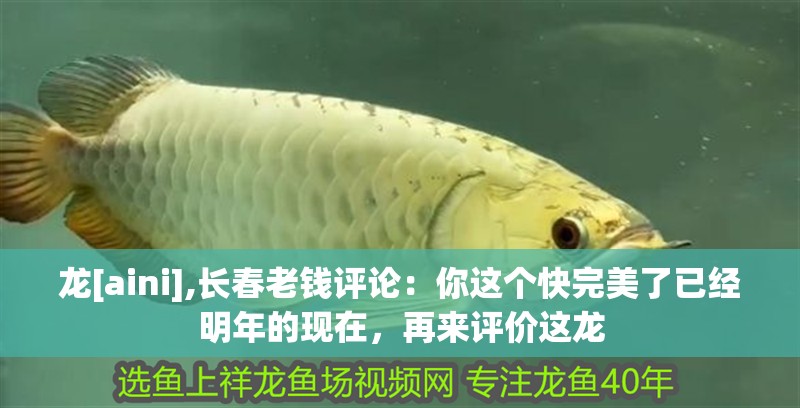 龍[aini],長春老錢評論：你這個(gè)快完美了已經(jīng)明年的現(xiàn)在，再來評價(jià)這龍