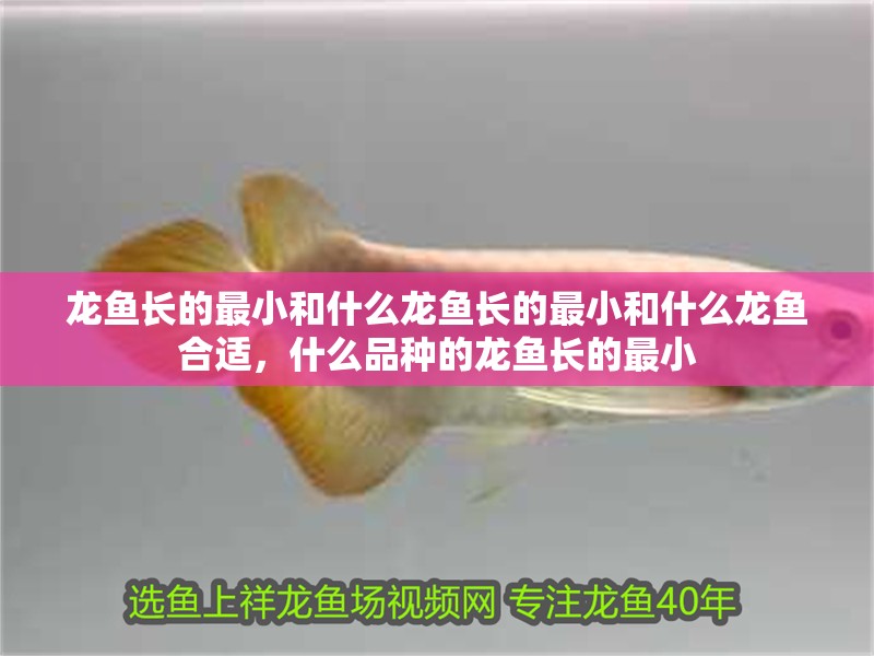 龍魚長的最小和什么龍魚長的最小和什么龍魚合適，什么品種的龍魚長的最小
